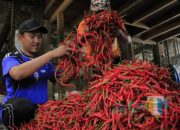 Pasokan Bertambah, Harga Cabai di Kediri Turun Signifikan, Cabai Rawit Anjlok