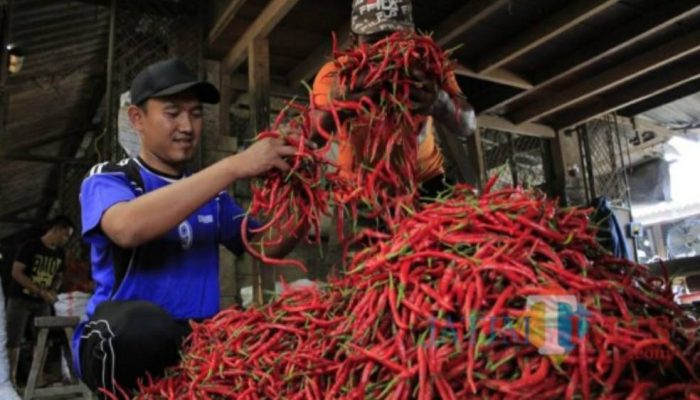 Pasokan Bertambah, Harga Cabai di Kediri Turun Signifikan, Cabai Rawit Anjlok
