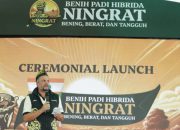 Syngenta Luncurkan Benih Padi Hibrida Ningrat (NK2133) Dukung Swasembada Beras.