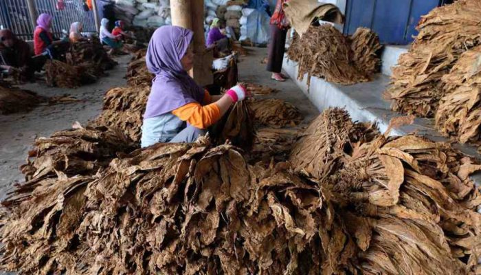 Serapan Tembakau Pamekasan Sudah Capai 20.500 Ton, Target 29.000 Ton di Akhir Panen