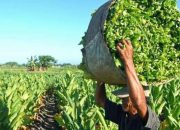 Panen Tembakau Bondowoso 2025 Melimpah, Kualitas Rendah Akibat Cuaca, Pabrikan Enggan Menyerap