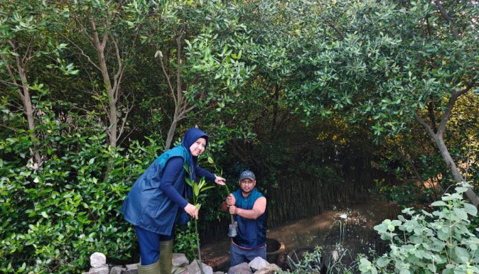 TPS Salurkan 3.000 Bibit Mangrove untuk Rehabilitasi Pesisir Sontoh Laut Surabaya