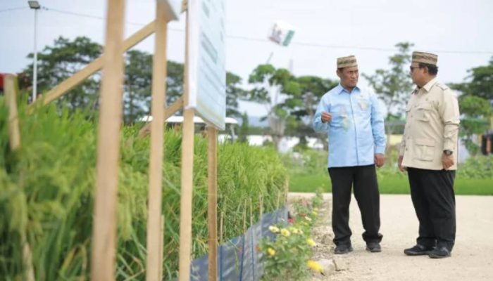 Swasembada Pangan Kian Kokoh, NTP Capai Level Tertinggi dalam 34 Tahun