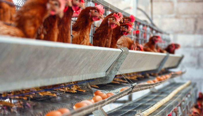 Stabilkan Harga Ayam, Kementan Minta Pelaku Usaha Kendalikan Produksi DOC
