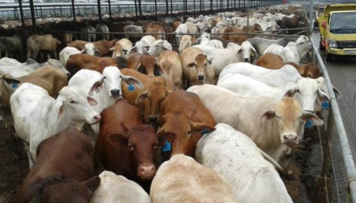 Kejar Swasembada Daging 2029, Indonesia Buru Sapi Indukan dari Brasil