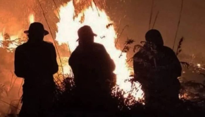 BPBD Banyuwangi Tetapkan 4 Kecamatan Zona Merah Rawan Kebakaran Hutan