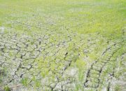 Kementan: 3.233 Hektare Sawah Kekeringan di Lamongan Sudah Teraliri