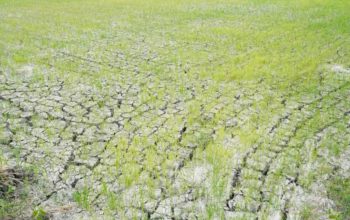 Kementan: 3.233 Hektare Sawah Kekeringan di Lamongan Sudah Teraliri
